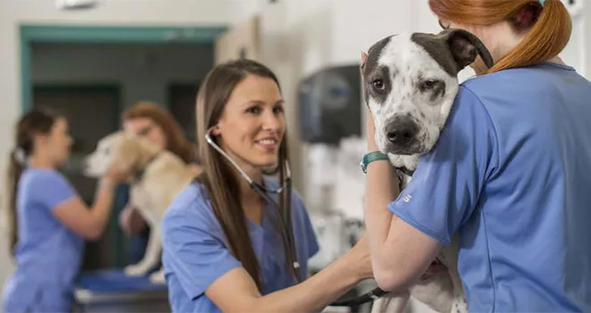 TCC Veterinary Technology students in the clinic caring for two dogs.